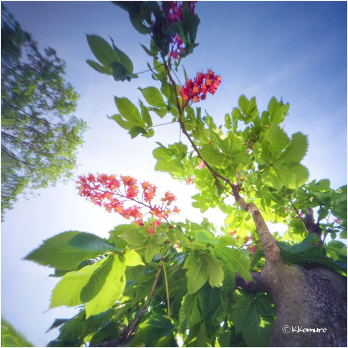 pinhole photograph