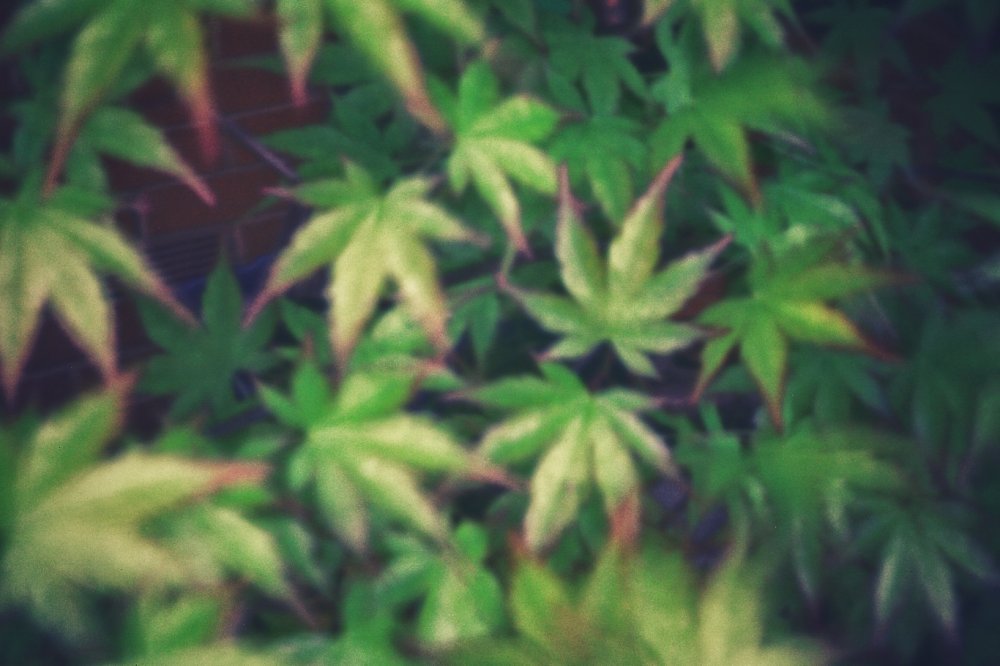 pinhole photograph