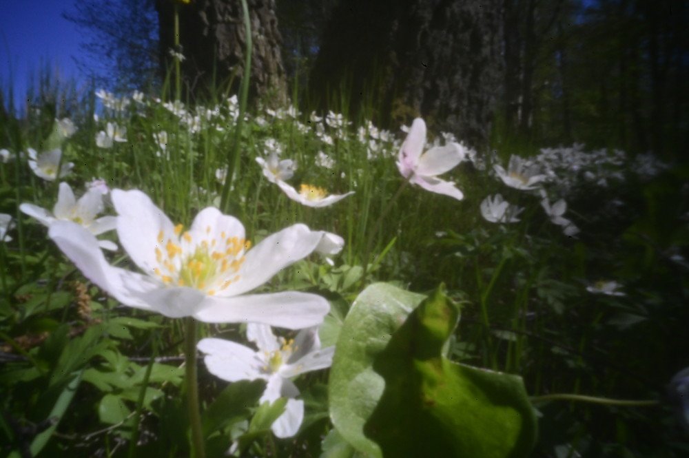 pinhole photograph