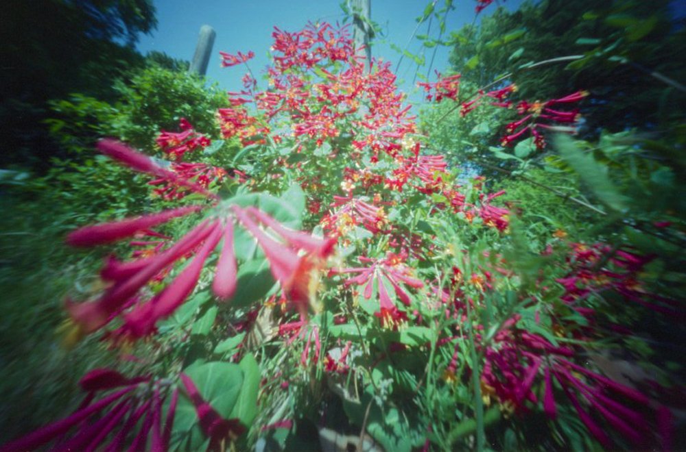 pinhole photograph